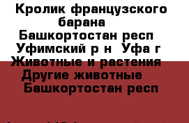 Кролик французского барана.  - Башкортостан респ., Уфимский р-н, Уфа г. Животные и растения » Другие животные   . Башкортостан респ.